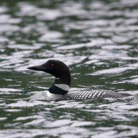Great northern loon - KBBC