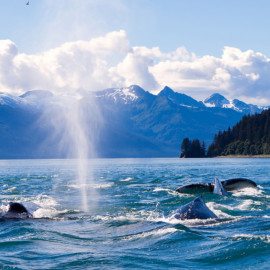 Juneau Whale Watching