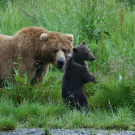 Alaska Bear with Cub - KBBC