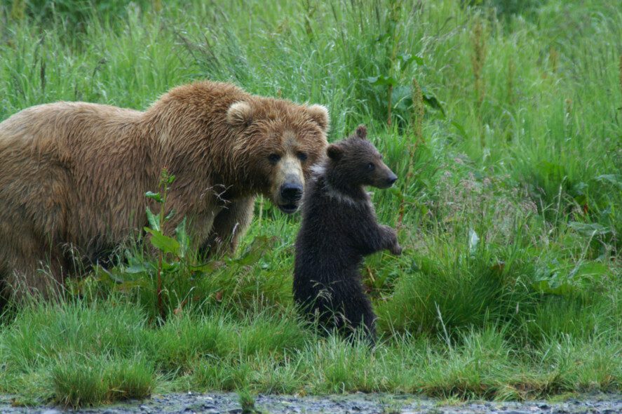 a Kodiak brown bear sow and her cub