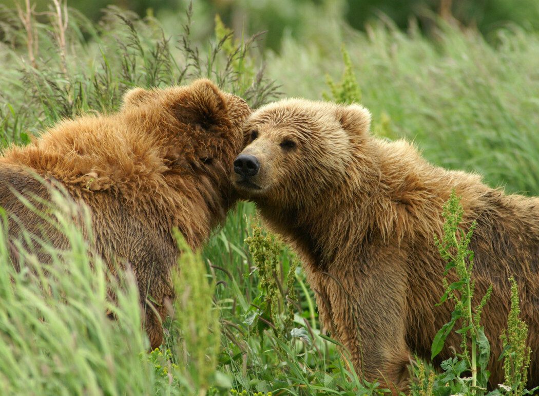 one brown bear nuzzles another brown bear