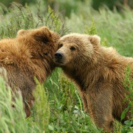 Snuggle bears - KBBC