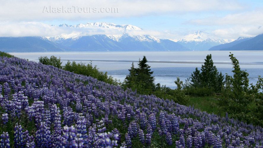 A field of purple wildflowers in Alaska