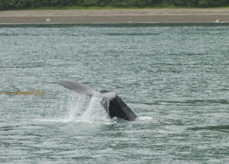 the tail fluke of a diving whale