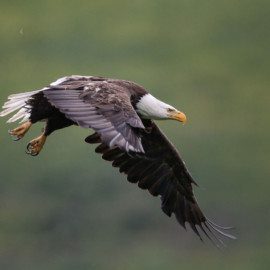 Bald Eagle soaring over the Alaska landscape.