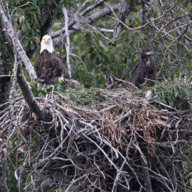 Bald Eagle nesting.