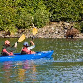 Guests of Redoubt Bay Lodge viewing grizzly bears from kayaks.