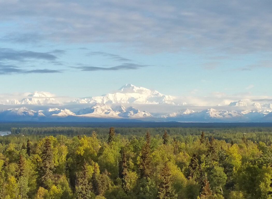 treetops in the foreground, a snowy mountain range and sky in the background
