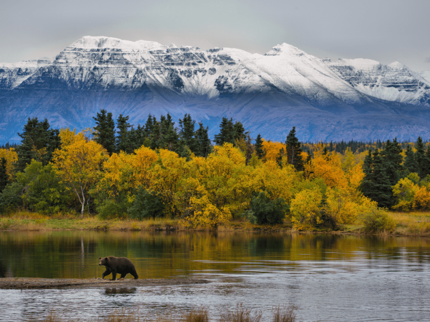 Bear in front of an autumn mountain scape