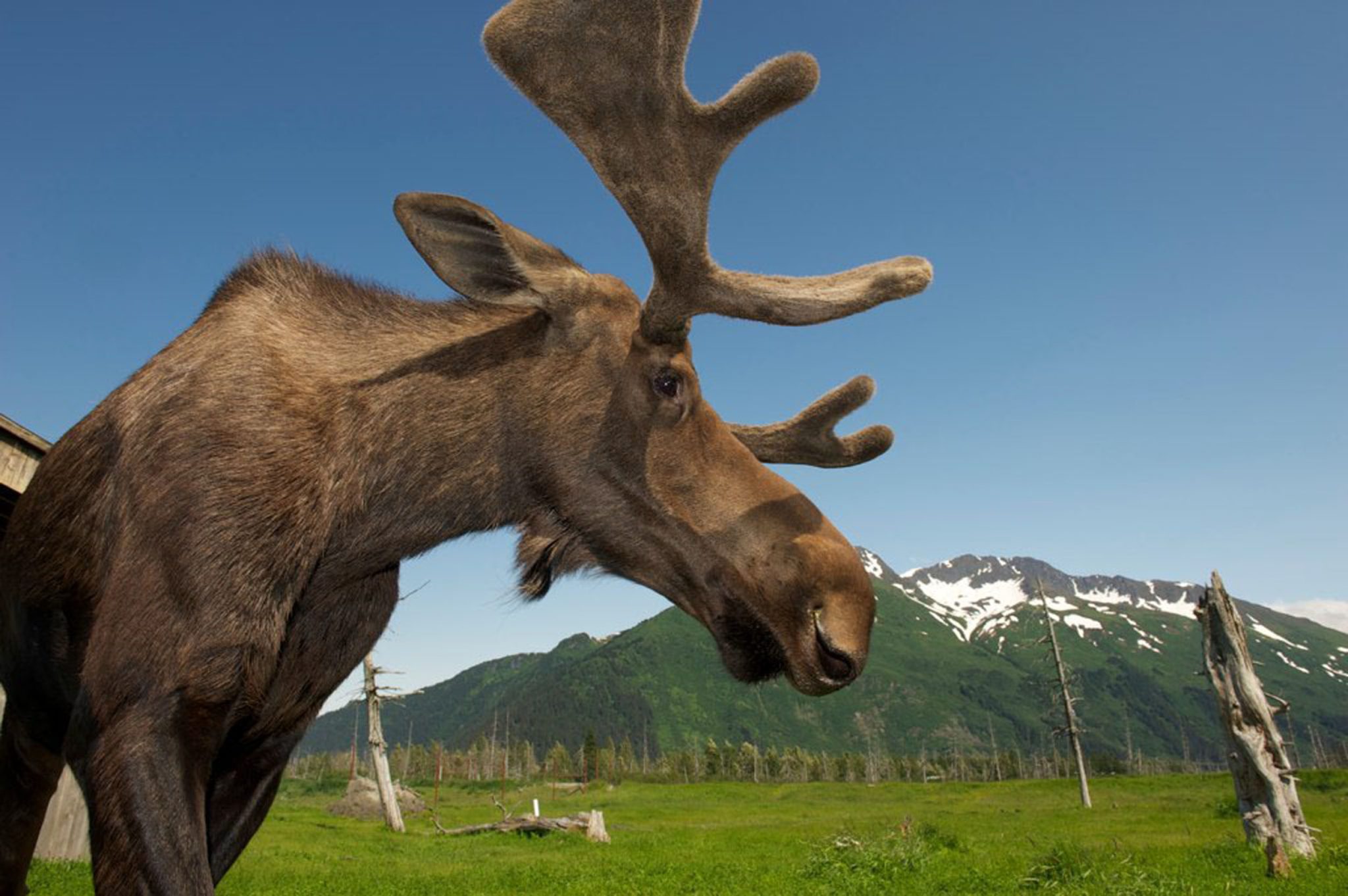 alaska-wildlife-denali-national-park-alaska-animals-alaska-s-big