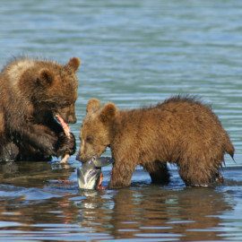 Katmai brown bears are expert fishers.