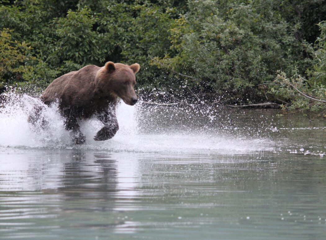 a brown bear splashing in a lake near shore