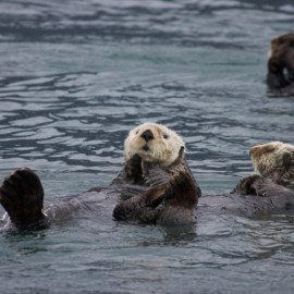 Playful sea otters abound in Alaska coastal waters.