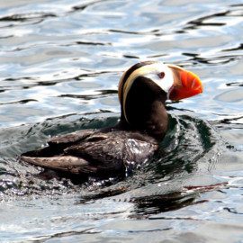 Beautiful Puffins can be seen on many day cruises, this one in Prince William Sound.