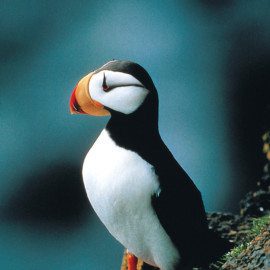 Magical puffin perched on rocks.