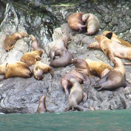 Lounging sea lions.
