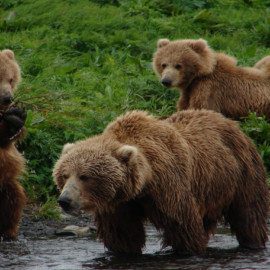 Bear family at Brooks River.