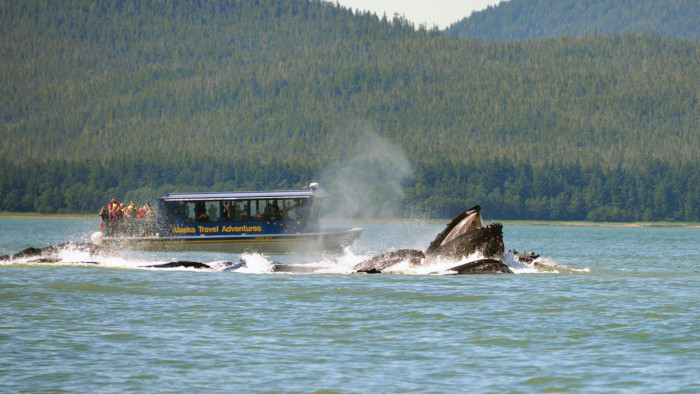 Juneau Whale Watching Cruise; Juneau Jetboat Day Tours, Auke Bay