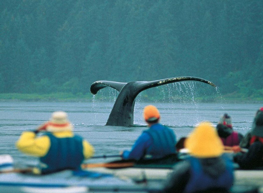 kayakers viewing the tail of a diving whale