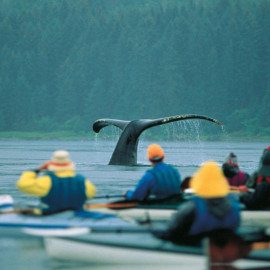 kayakers viewing the tail of a diving whale