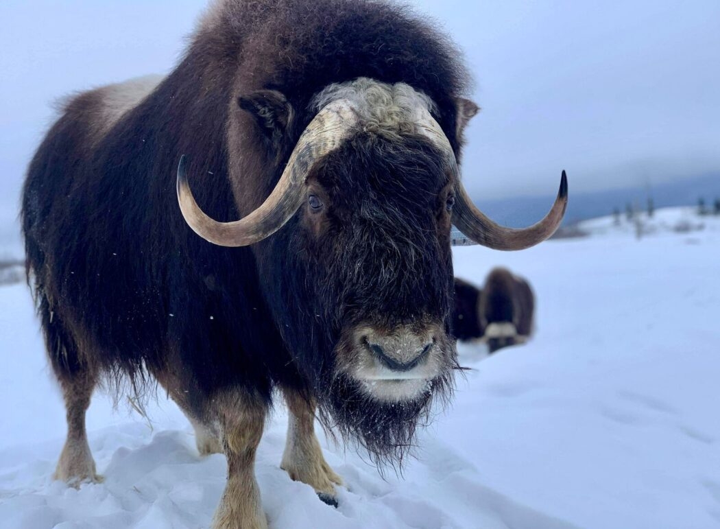 an adult muskox stands on a snowy landscape