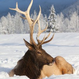 Elk live in the wild on Afognak Island - see one near Anchorage at the AWCC.