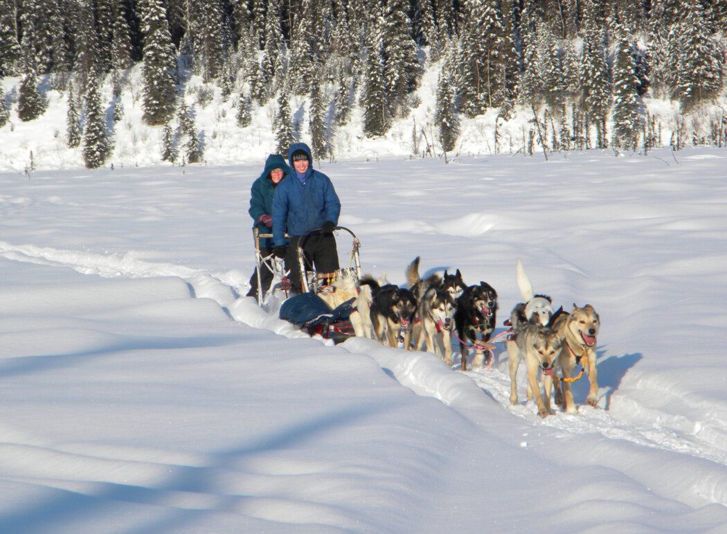 anchorage alaska dog sledding tour