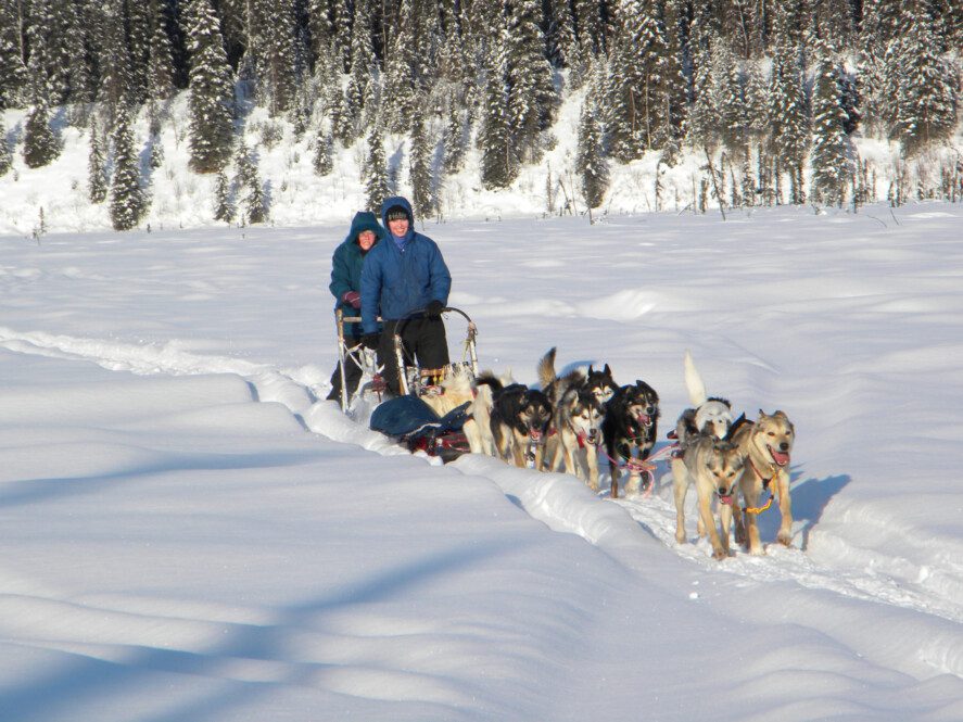 Anchorage, AK Dogsledding Day Tour Guided Alaska Dog