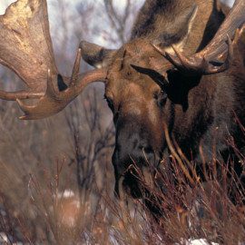 Moose abound in Alaska, come visit and you might see one!