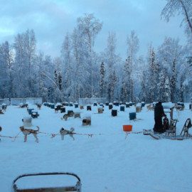 Visit dog sled kennels in winter and learn about dog mushing from experts.