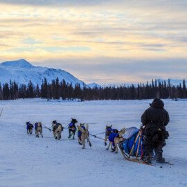 Winter fun in Alaska on a guided dog sledding adventure.