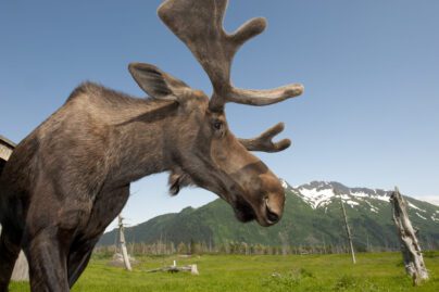 a moose stands in front of a mountain