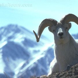 Dall Sheep live on steep mountain terrain.