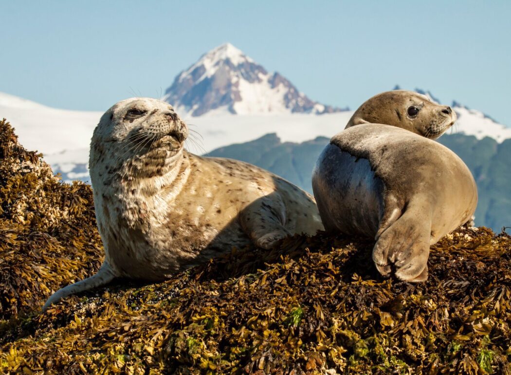two seals on a rock covered in seaweed