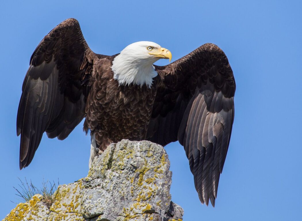a bald eagle standing on a rock with its wings out