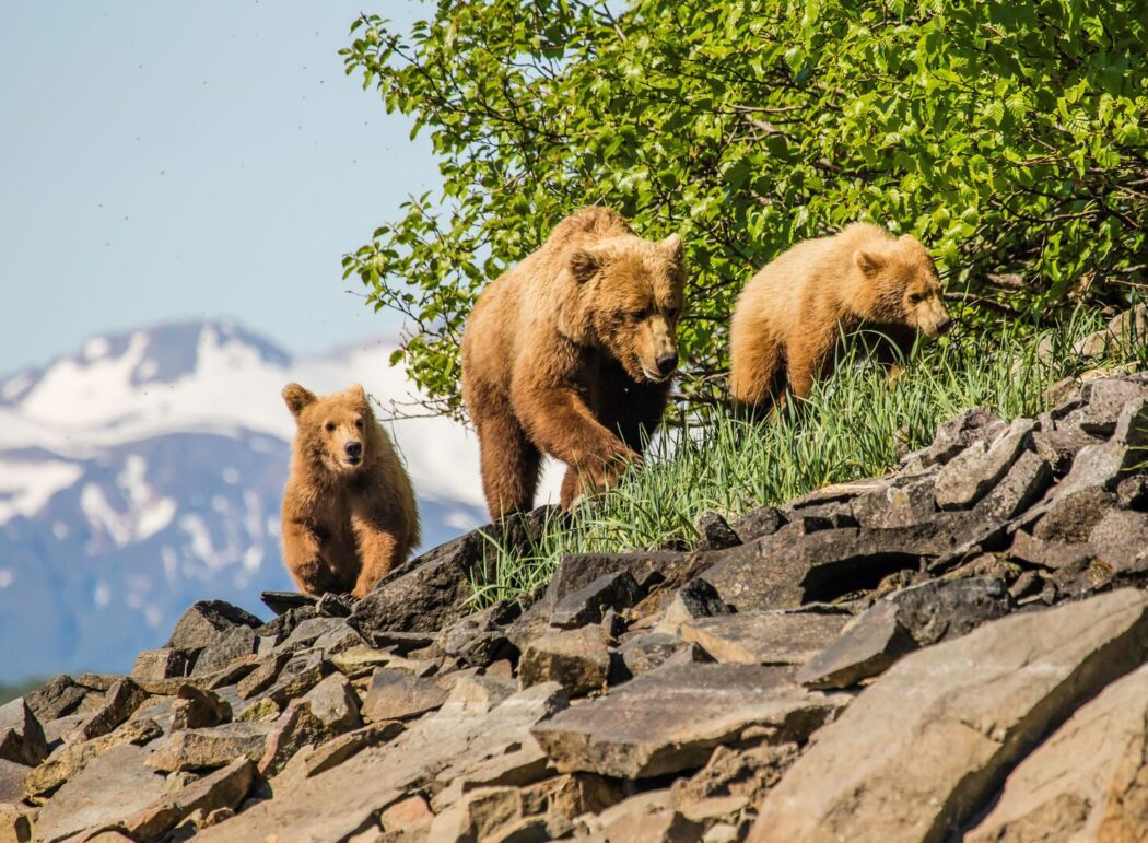 a brown bear sow and two cubs walking between rocks and vegetation
