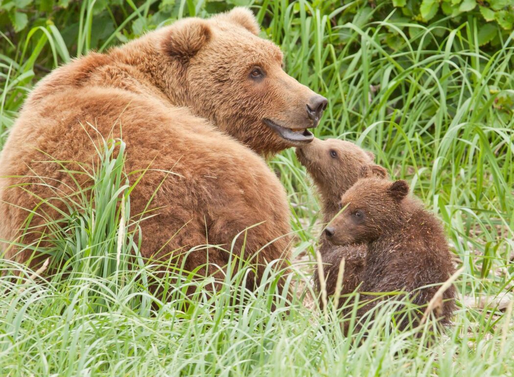 a brown bear sow with two young cubs in a grassy field
