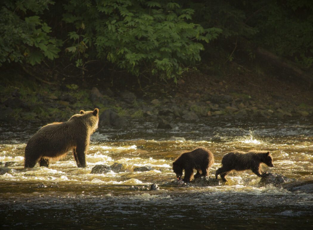 a brown bear sow and two cubs in a creek