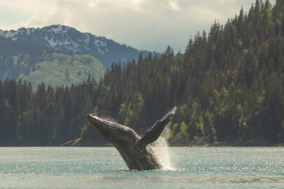 Humpback whale gracefully breaches in front of mountains