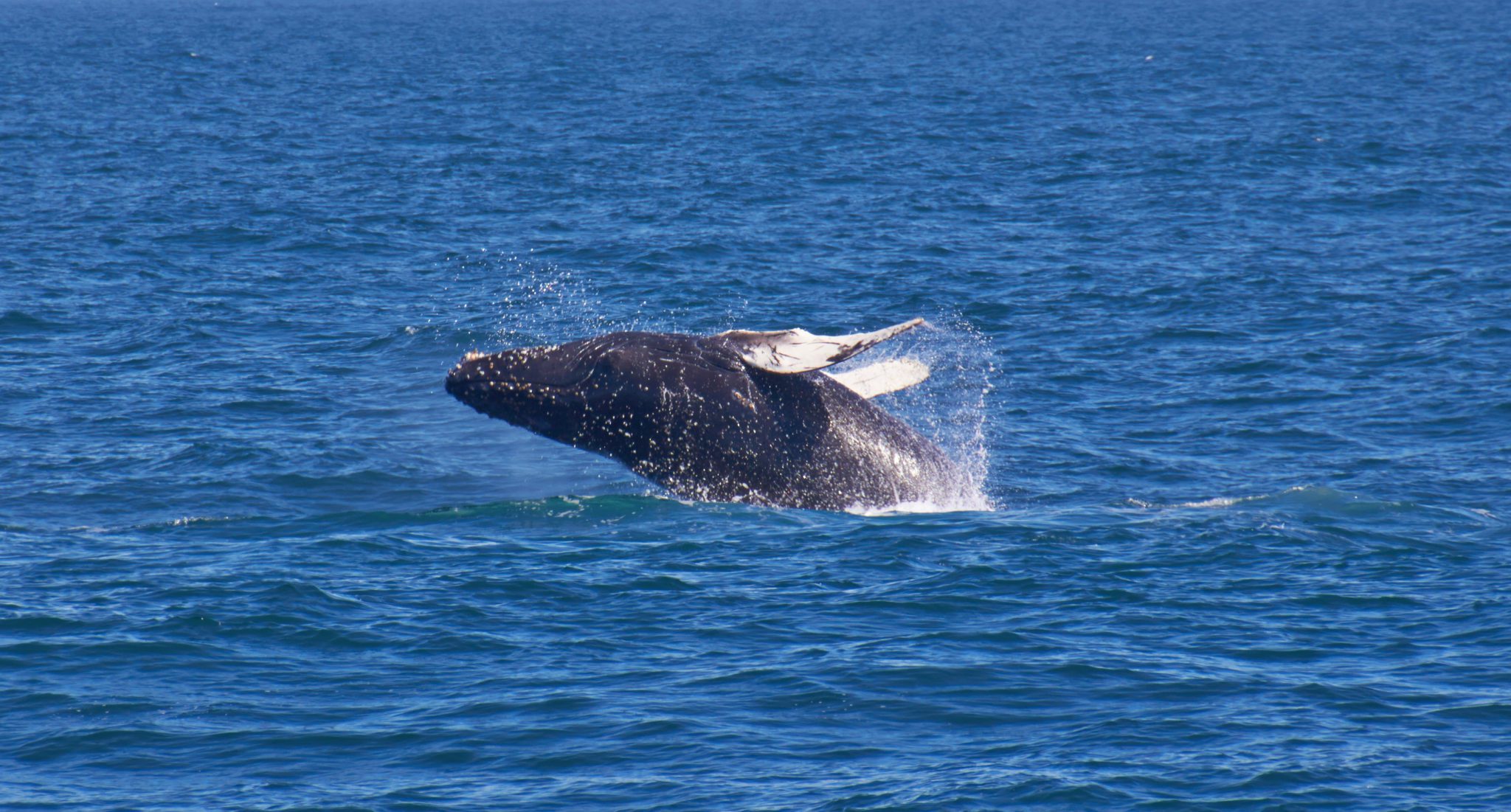 Juneau Alaska Day Tour; Juneau Whale Watching; Jet Boat Tour