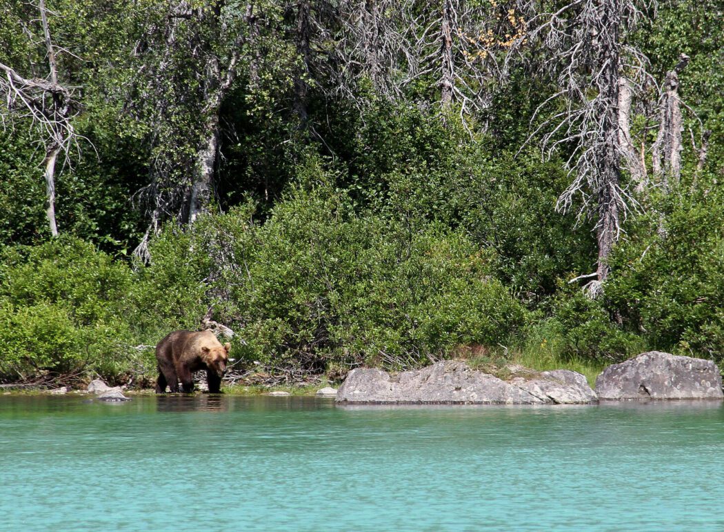 a brown bear on the edge of turquoise lake water in Lake Clark National Park; thick forest in background
