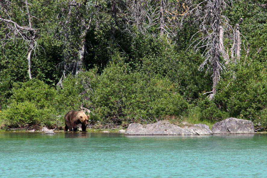 a brown bear on the edge of turquoise lake water in Lake Clark National Park; thick forest in background