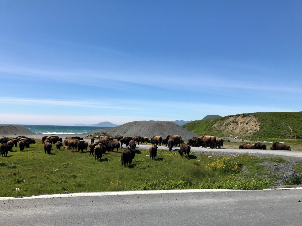 Exploring Alaska's Kodiak Island, Kodiak National Wildlife Refuge