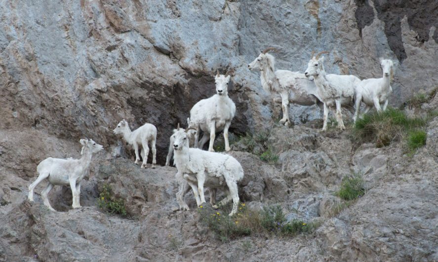 a family of Dall sheep on the side of a rocky cliff