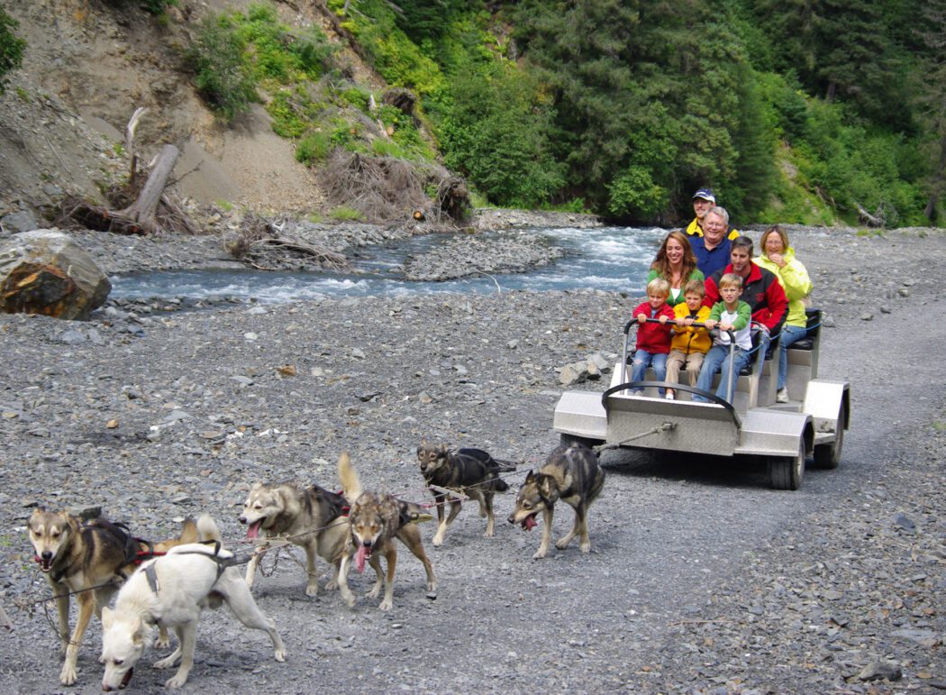 a family on a metal cart being pulled by a sled dog team over gravel in summer