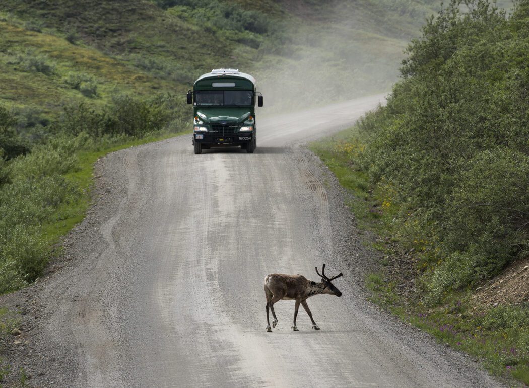 a caribou on a dirt road in front of a tour bus
