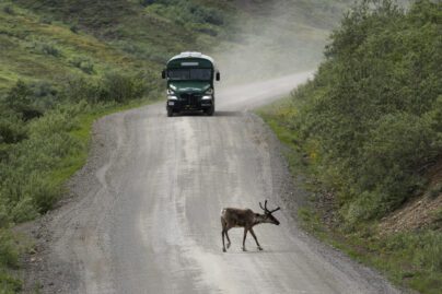 a caribou on a dirt road in front of a tour bus
