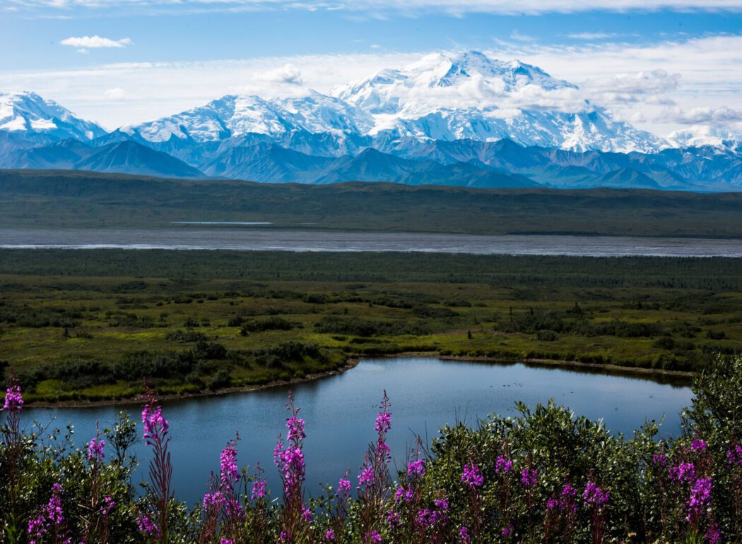 Denali and the Alaska Range on the other side of a lake and fireweed