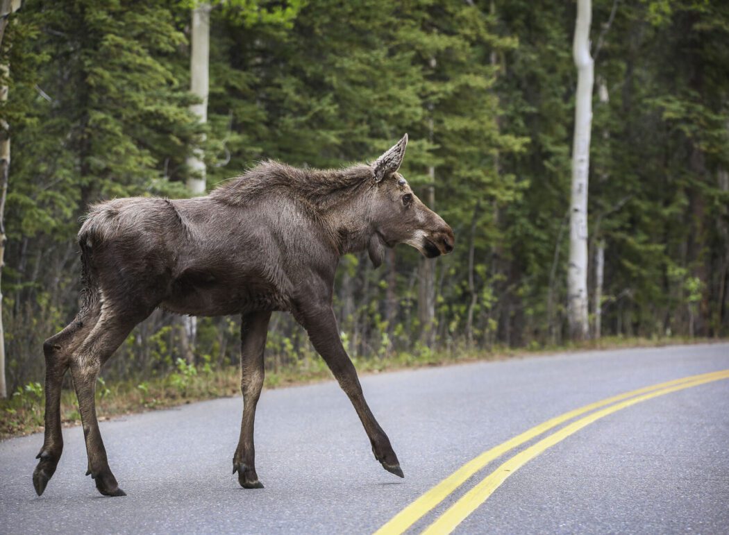a young moose crosses a road in Denali National Park