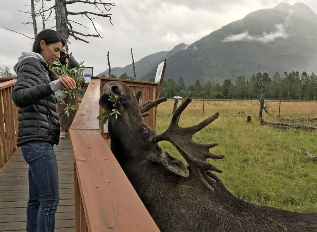 A person feeds vegetation to a bull moose at a wildlife conservation center